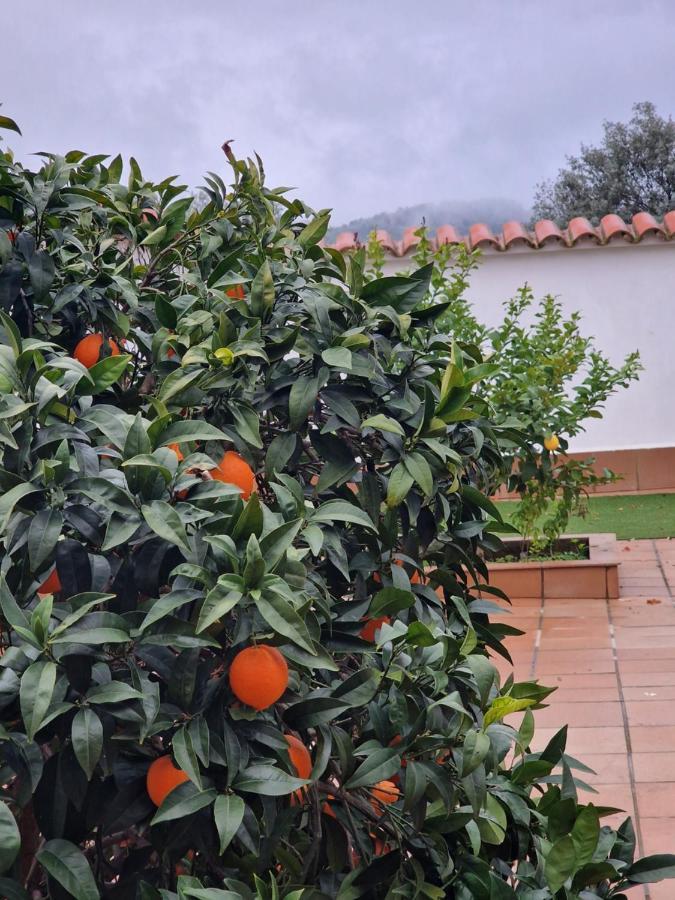 サフラLa Casa Del Patioアパートメント エクステリア 写真