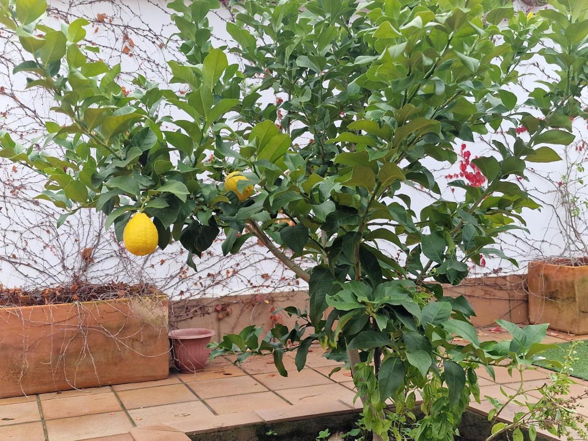 サフラLa Casa Del Patioアパートメント エクステリア 写真